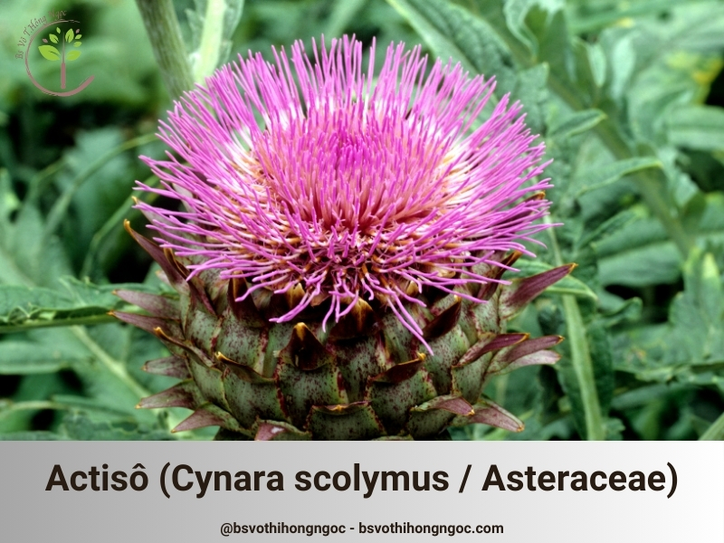 Actisô (Cynara scolymus / Asteraceae)