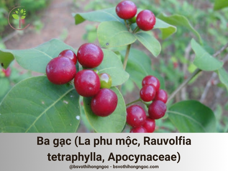 Ba gạc (Rauvolfia serpentina Benth.) thuộc họ Apocynaceae (họ Trúc đào)