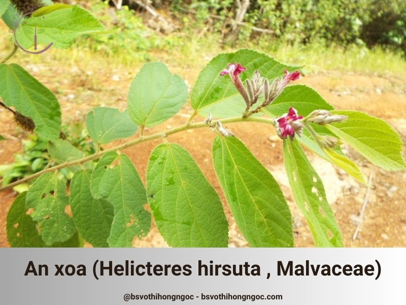 An xoa (Tổ kén cái, Dó lông, Helicteres hirsuta , Malvaceae)