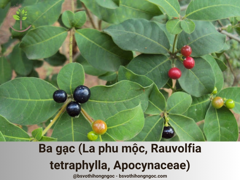 Ba gạc (La phu mộc, Rauvolfia tetraphylla, Apocynaceae)