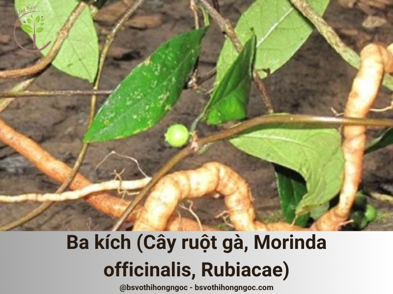 Ba kích (Cây ruột gà, Morinda officinalis, Rubiacae)