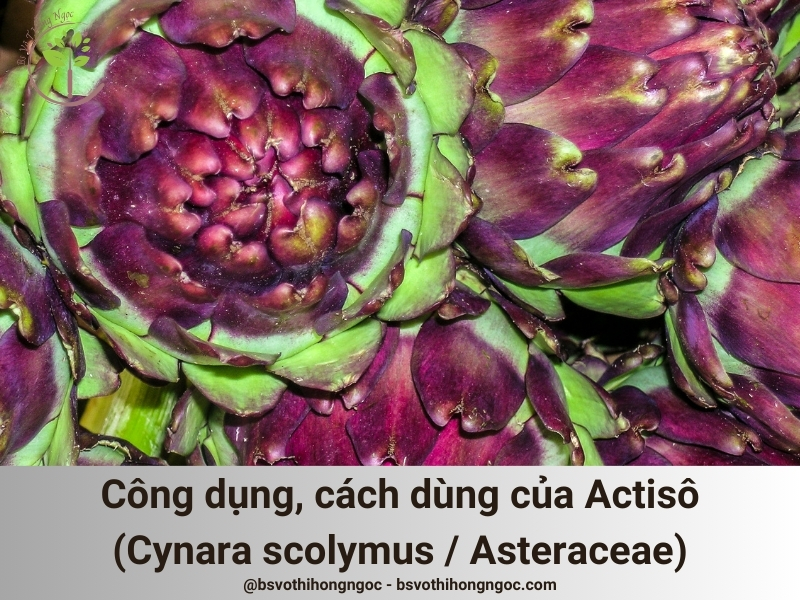 Công dụng và cách dùng Actisô (Cynara scolymus / Asteraceae)