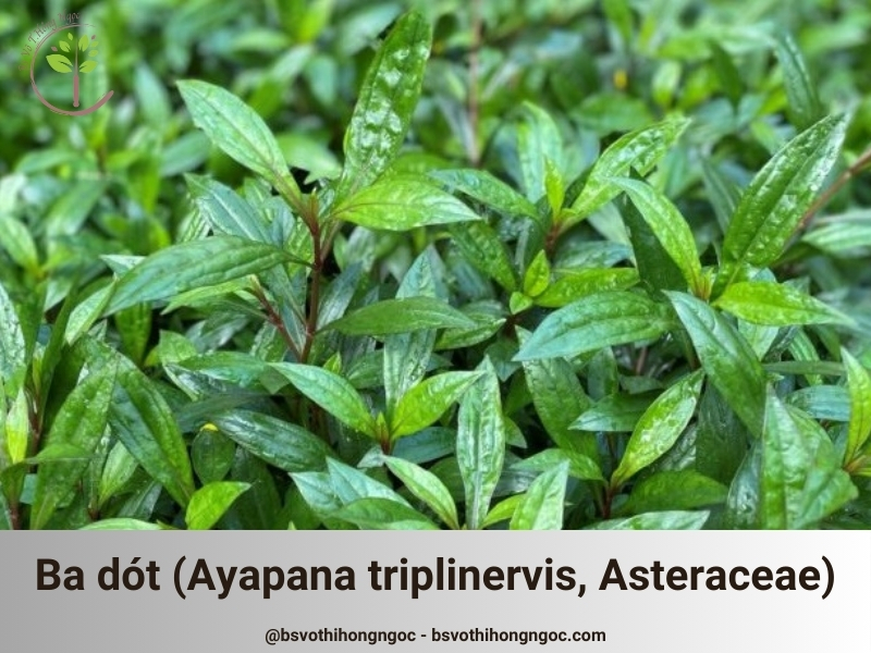Dược liệu Ba dót (Cà dột, Mần tưới tía, Ayapana triplinervis, Asteraceae)