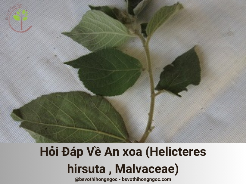 Câu hỏi phổ biến về cây An xoa (Tổ kén cái, Dó lông, Helicteres hirsuta , Malvaceae)
