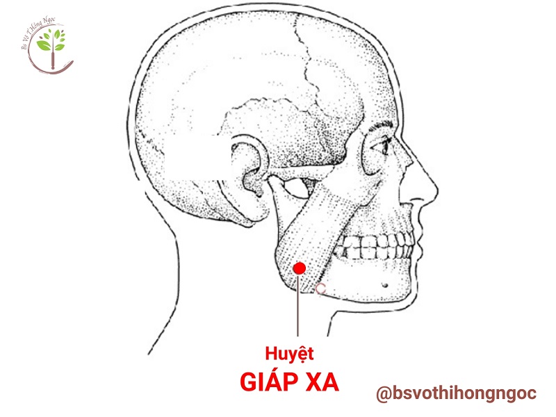 Vị trí huyệt Giáp Xa nằm ở phía trước của góc hàm, và nằm ở bờ dưới của xương hàm dưới 1 khoát ngón tay giữa.