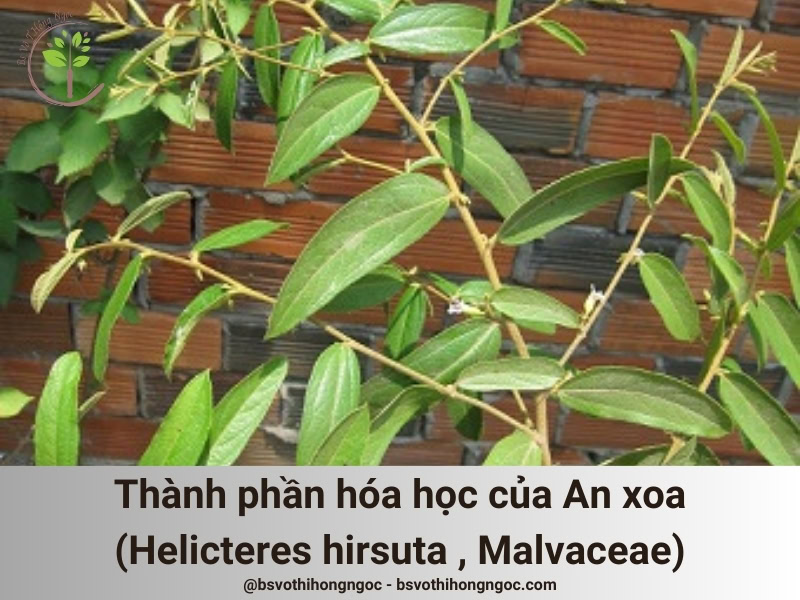 Thành phần hóa học cây An xoa (Tổ kén cái, Dó lông, Helicteres hirsuta , Malvaceae)