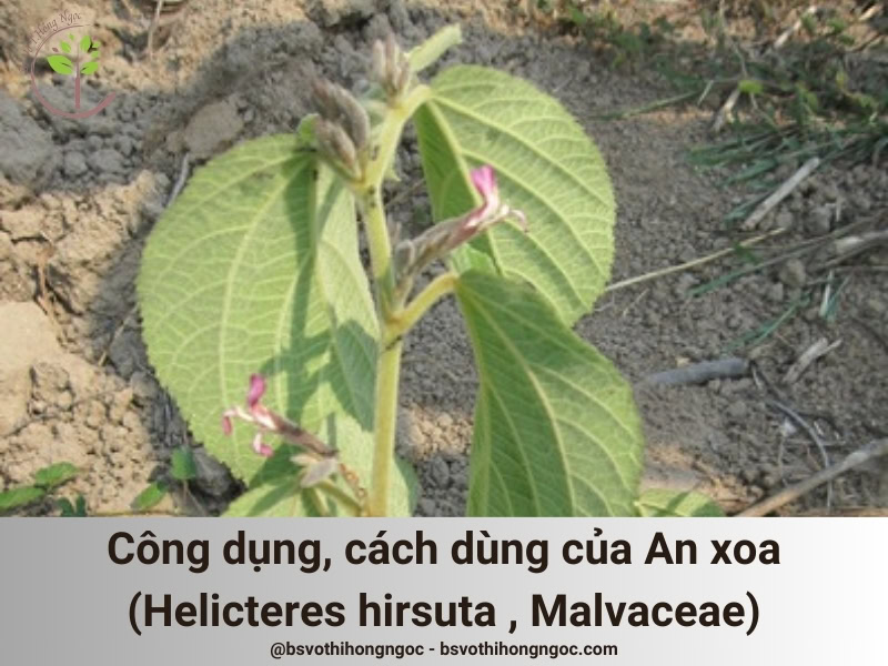 Công dụng cách dùng cây An xoa (Tổ kén cái, Dó lông, Helicteres hirsuta , Malvaceae)