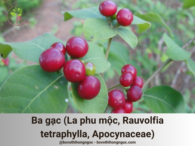 Ba gạc (Rauvolfia serpentina Benth.) thuộc họ Apocynaceae (họ Trúc đào)