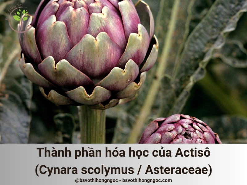 Thành phần hóa học Actisô (Cynara scolymus / Asteraceae)